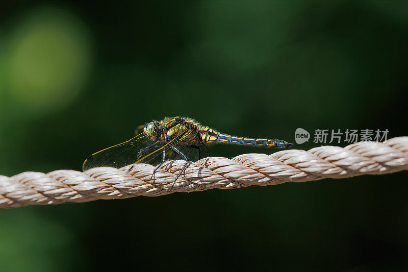 黑尾蜻蜓(Orthetrum cancellatum)